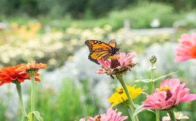 Monarch butterfly (Danaus plexippus) stops to feed on pink zinnia while migrating south at the end of summer. 