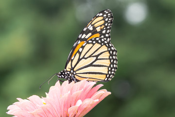 Monarch butterfly (Danaus plexippus) stops to feed on pink zinnia while migrating south at the end of summer. 