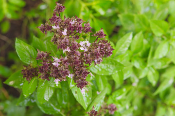 sweet basil leaves,natural food background