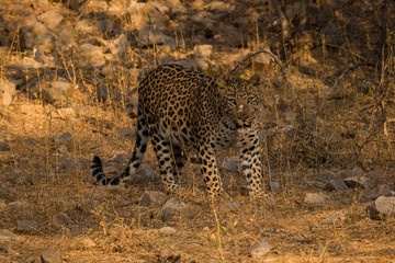 An early morning encounter with a ghost or one of the most elusive animal of the jungle at Ranthambore National Park, India	