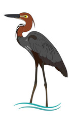 Adobe Stock Template