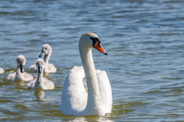 Schwäne an der Müritz