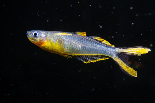 Forktail Blue-eye rainbow fish (Pseudomugil furcatus), Male