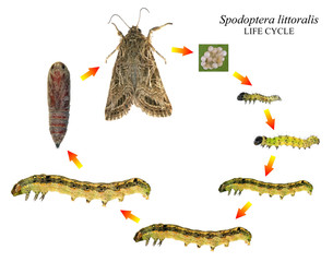 African cotton leafworm or Egyptian cotton leafworm (Spodoptera littoralis). Development stages isolated on a white background
