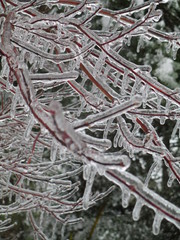 frozen tree