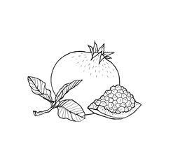 Hand drawn pomegranate fruit with leaf and seeds. Outline, white background.