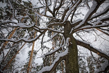 Dark snow-covered oak branches form a pattern on a background of blue sky