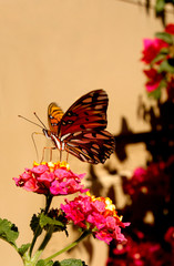 A monarch butterfly sits on a flower while eating its nectar. 