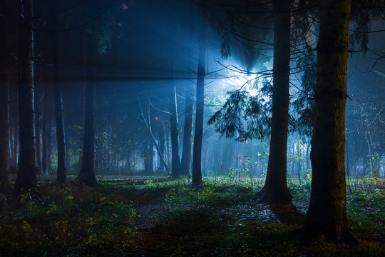Blue light from lantern in night forest park