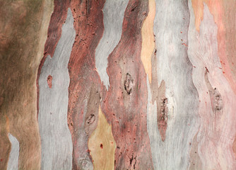 Colorful abstract pattern texture of Eucalyptus tree bark - obrazy, fototapety, plakaty