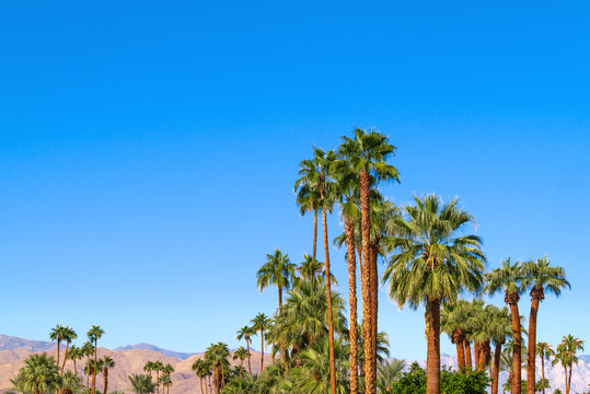 Palm trees in California’s Coachella Valley with mountains in the background and clear blue sky