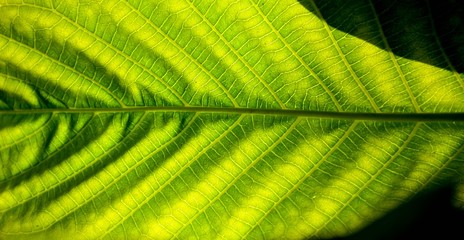 Abstract green leaf texture and shadow for background