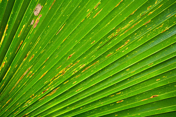 Lines and textures of Green Palm leaves