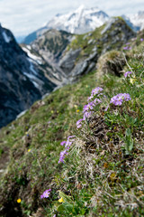 Spring Primrose: beautiful violett mountain flowers in the German Alps, Europe