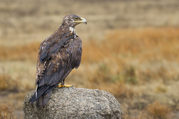 Steppe Eagle