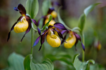 Ladys Slipper Orchid flower in Bavaria: beautiful yellow violett flowers in open woodland in Bavaria, Europe