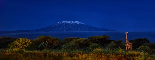Fototapete Kilimandscharo Panoramic, night picture of Mount Kilimanjaro with Masai giraffe in front, snow capped highest african mountain, lit by full moon against deep blue night sky.  Amboseli national park, Kenya.