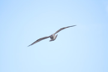Beautiful view of flying seagull in the clear, blue sky.