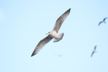 Beautiful sky view of flying seagull, near riverside.