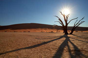 Picturesque Deadvlei desert landscape, view on dead tree lit by starry sun from behind, against...