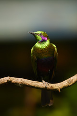 Vertical photo of metallic green west african bird, Emerald starling , Lamprotornis iris against blurred background. Sierra Leone, West Africa.