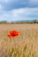 Papavero solitario in un campo