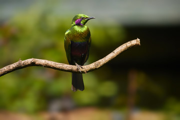Isolated  metallic green west african bird, Emerald starling , Lamprotornis iris against blurred...
