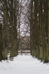 Beautiful forest alley view with trees and snow.
