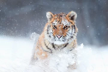 Papier peint photo  Close up Siberian tiger, Panthera tigris altaica, young male in snowy, freezing cold, walking directly at camera in deep snow. Tiger in natural taiga environment, winter. Big cat in winter forest.  © Martin Mecnarowski