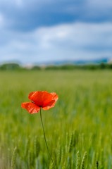 Papavero solitario in un campo