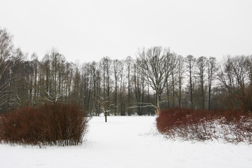 Beautiful landscape winter view of white forest with snow.