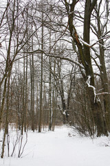 Beautiful winter snow view of amazing trees.