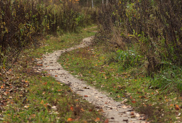 Tortuous path in autumn forest