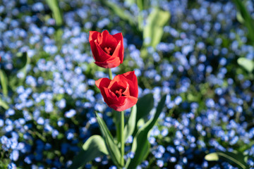 Two brilliant red tulip
