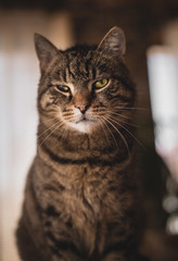 Portrait of beautiful Striped tomcat with handicap on his left green eye in his home area. Cat with magical green eyes posing to camera. Cat resting and sitting on the sofa at home (indoor shot)