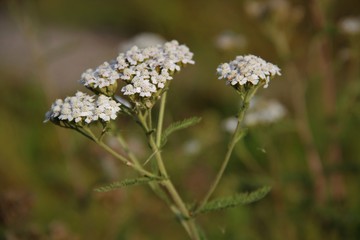 yarrow