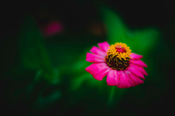 Jardim de Cores