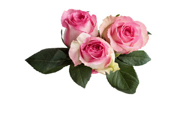 Three beautiful pink and white rose flowers with leaves isolated over a white background with clipping path included.