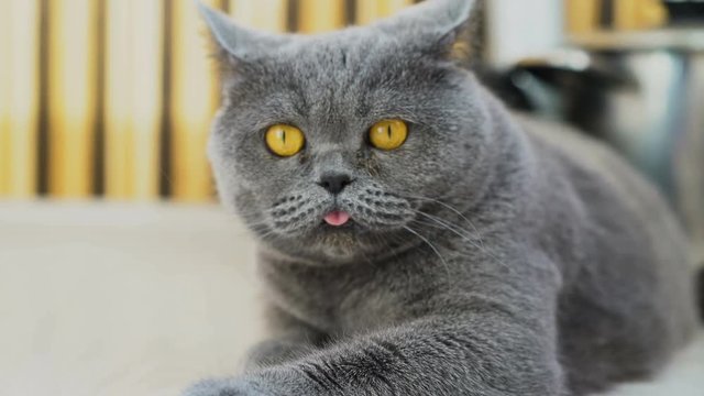 Funny Scottish blue cat sticking his tongue out, lying on the floor