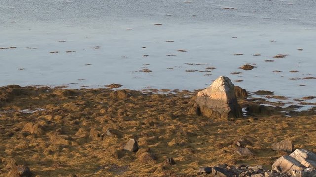 Norwegen, Lofoten, Ramberg, Fredvang, Ebbe, Tidenhub, Tang, Seetang, Ufer, K&uuml;ste, Berg, Gipfel, Moltinden, Stortinden, Stadt, Dorf, Stra&szlig;e, E10, E 10, R&oslash;ss&oslash;ystraumen, Straumen,
