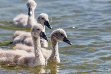 Schwäne an der Müritz