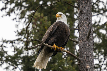 Bald Eagle perched in pine tree in CDA idaho