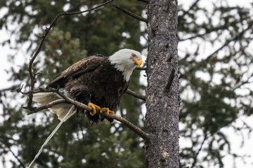Bald Eagle perched in pine tree poops