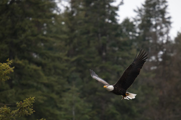 Bald Eagle Takes fish into tree in coeur d'alene idaho during eagle season