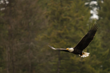 Bald Eagle Flying in CDA Idaho along the lake