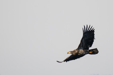 Young juvenile bald eagle soars in open sky