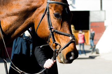 horse and rider