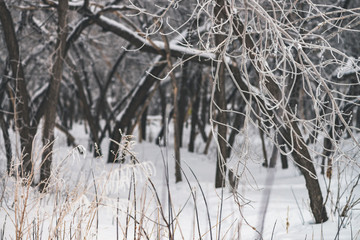 Frozen branches in parkland. Snowy white background in grove. Winter trees and bushes with hoarfrost. Plants with snow close-up. Atmospheric forest landscape with copy space.