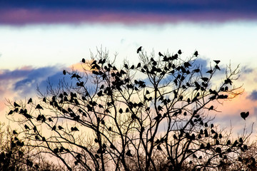 Fototapeta premium A raven on a tree on the background of an evening sky