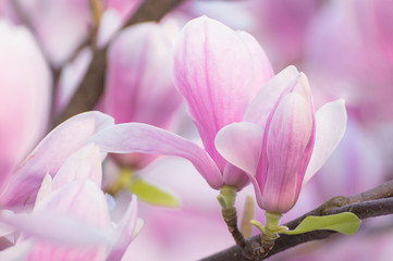 Magnolia blooming tree on branch. Fragile pink flowers. Beautiful spring tree and flowers with pink petals.